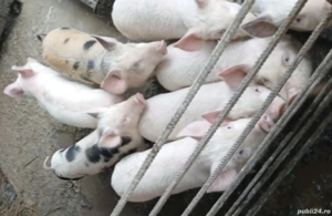 vand purceluși Duroc ORIGINAL  - imagine 2