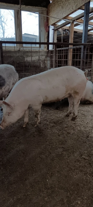 Vând 2 porci 100 kg - imagine 5