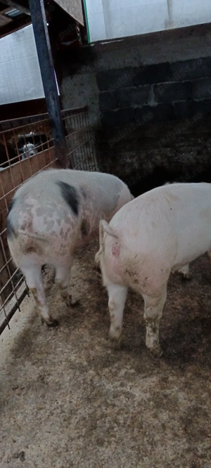 Vând 2 porci 100 kg - imagine 3