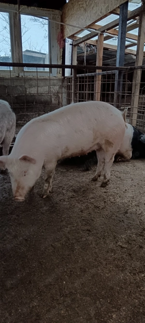 Vând 2 porci 100 kg - imagine 4