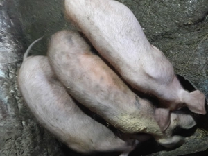 Purcei de vânzare  - imagine 2