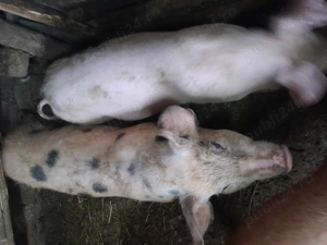 Purcei de vânzare  - imagine 4