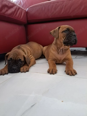 Vând căței boxer german  - imagine 2