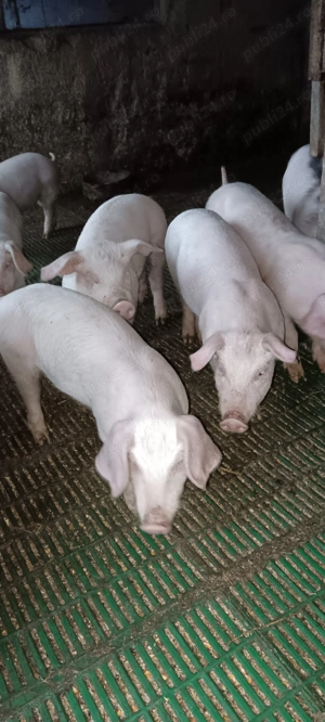 Purcei Landrace pur Danez - imagine 3