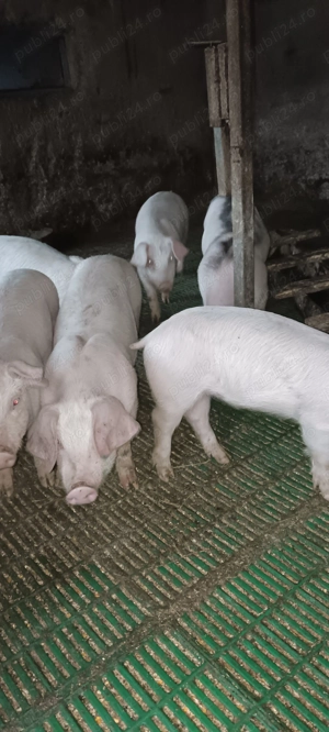 Purcei Landrace pur Danez - imagine 4