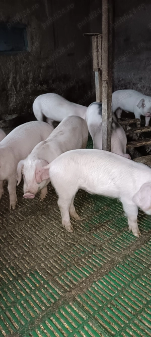 Purcei Landrace pur Danez - imagine 5