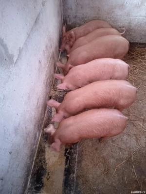 scrofite pietran x duroc 16.18 mameloane  - imagine 4