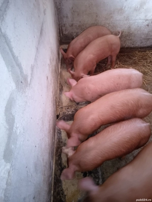 scrofite pietran x duroc 16.18 mameloane  - imagine 5