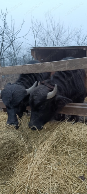 Disponibil o pereche de Bivoli - imagine 2