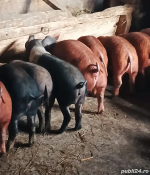 Vând șoldănei - imagine 3