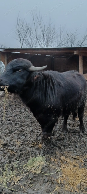 Disponibil o pereche de Bivoli - imagine 3