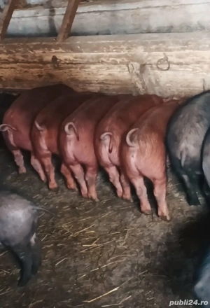 Vând șoldănei - imagine 2