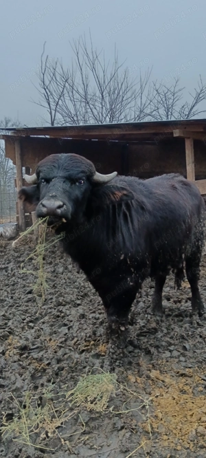 Disponibil o pereche de Bivoli - imagine 4