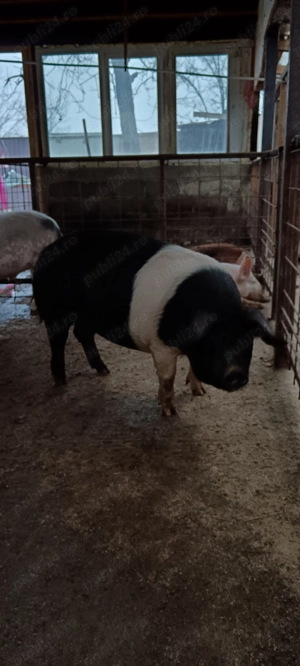 Scroafa Bazna pur  - imagine 4