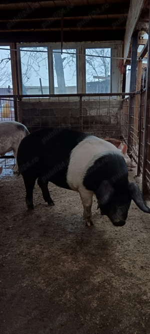 Scroafa Bazna pur  - imagine 2