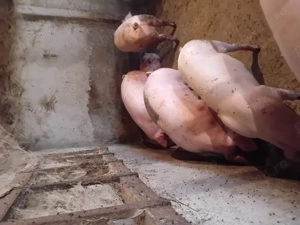 Porci de vanzare........ - imagine 3