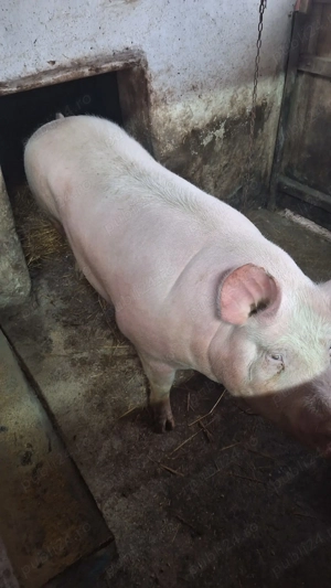 Vând porc de carne, 230-240 kg