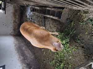 Vând porci 170-200kg - imagine 4