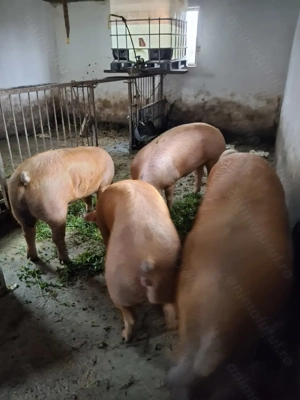 Vând porci 170-200kg - imagine 3