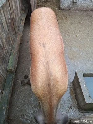 Porc pentru Craciun, rasa Duroc, crescut la tara - imagine 3