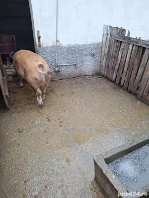 Porc pentru Craciun, rasa Duroc, crescut la tara - imagine 2