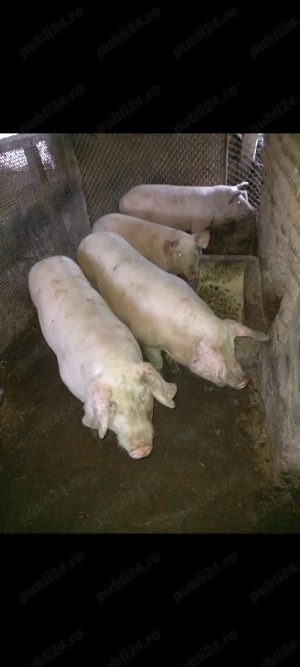 Disponibili la alegere 2 purcei din 4 rasa Landrace Pietrain ! - imagine 2