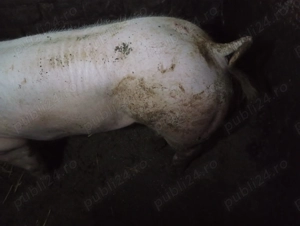 Vând sau schimb vier rasa pietrain foarte frumos și cuminte 