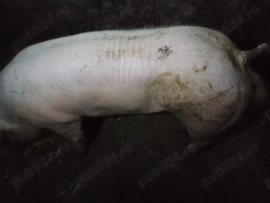 Vând sau schimb vier rasa pietrain foarte frumos și cuminte  - imagine 2