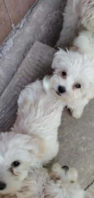 Cățeluși bișoni  6 săptămîni