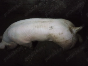 Vând sau schimb vier rasa pietrain foarte frumos și cuminte  - imagine 5