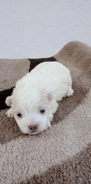 Cățeluși bișoni  6 săptămîni - imagine 3
