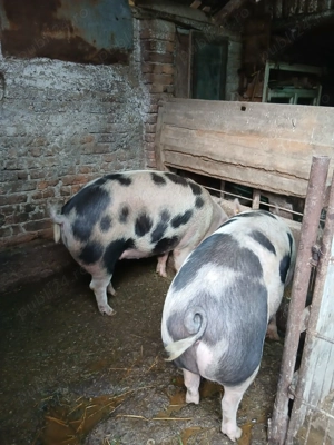 Vând purcica pietrain 13 lei kg