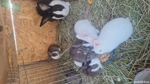 Vand iepuri - imagine 2