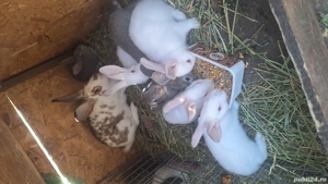 Vand iepuri - imagine 3