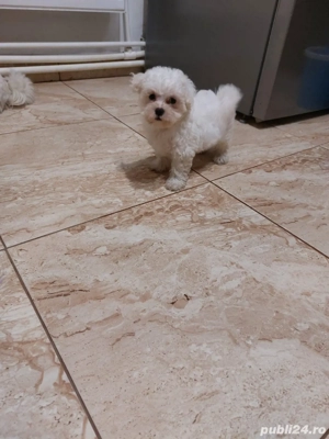 Catel bishon de vanzare - imagine 2