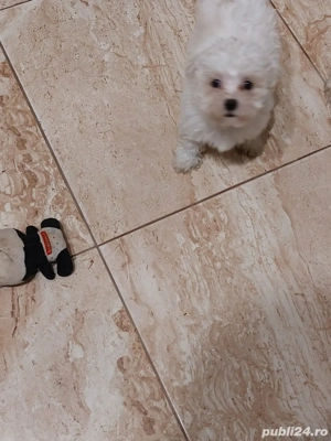 Catel bishon de vanzare