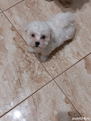 Catel bishon de vanzare - imagine 4