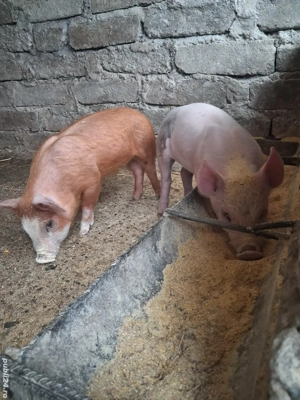 de vânzare 2 purcei de 8 săptămâni ofer transport 