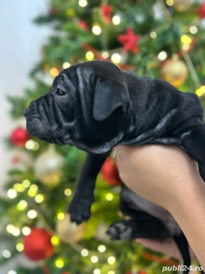     3 fetițe Shar-Pei negre   gata pentru sărbători!     - imagine 3