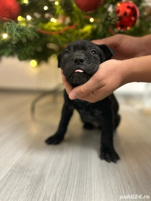     3 fetițe Shar-Pei negre   gata pentru sărbători!     - imagine 2