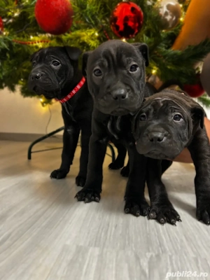     3 fetițe Shar-Pei negre   gata pentru sărbători!    