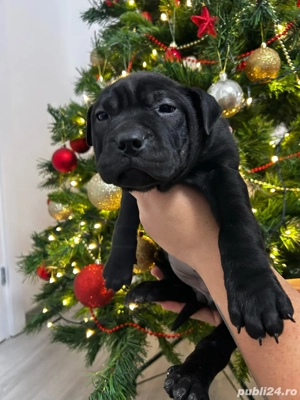     3 fetițe Shar-Pei negre   gata pentru sărbători!     - imagine 4
