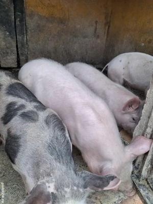 de vânzare 3 masculi 13 săptămâni ofer transport 