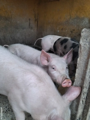 de vânzare 3 masculi 13 săptămâni ofer transport  - imagine 4