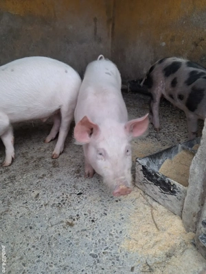 de vânzare 3 masculi 13 săptămâni ofer transport  - imagine 2