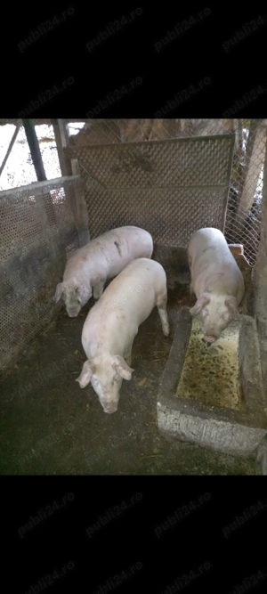 Disponibili la alegere 2 purcei din 4 rasa Landrace Pietrain ! - imagine 3
