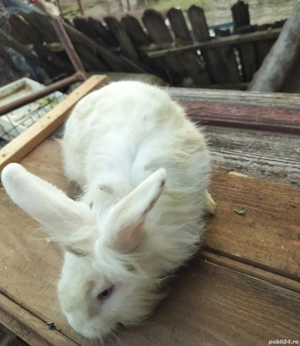 iepuri de vanzare - imagine 2