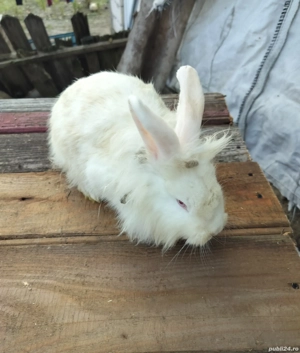 iepuri de vanzare - imagine 3