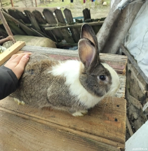 iepuri de vanzare - imagine 5