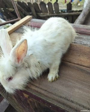 iepuri de vanzare - imagine 4